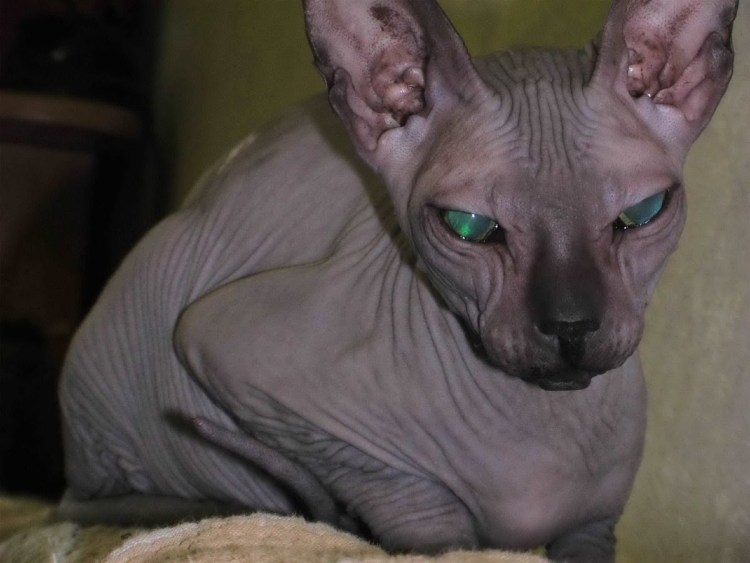 Демотиваторы с котами сфинксами