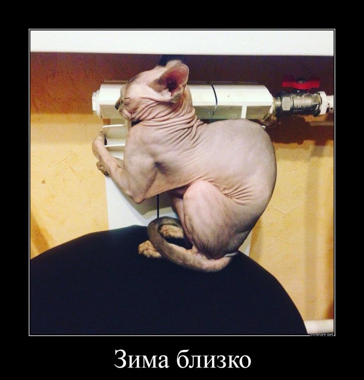 Лысые кошки приколы