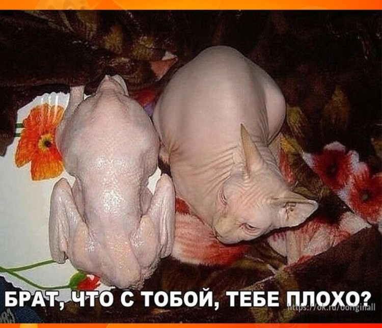 Джаспер безглазый сфинкс