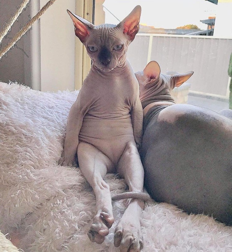 Улыбка кота сфинкса