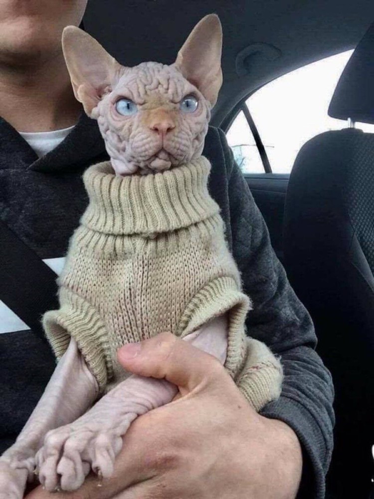 Смешные коты сфинксы