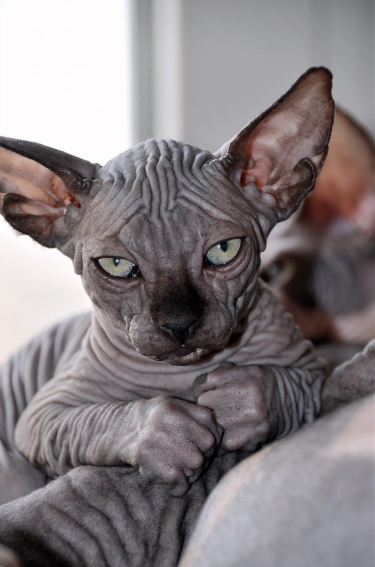 Я не фу я котик сфинкс