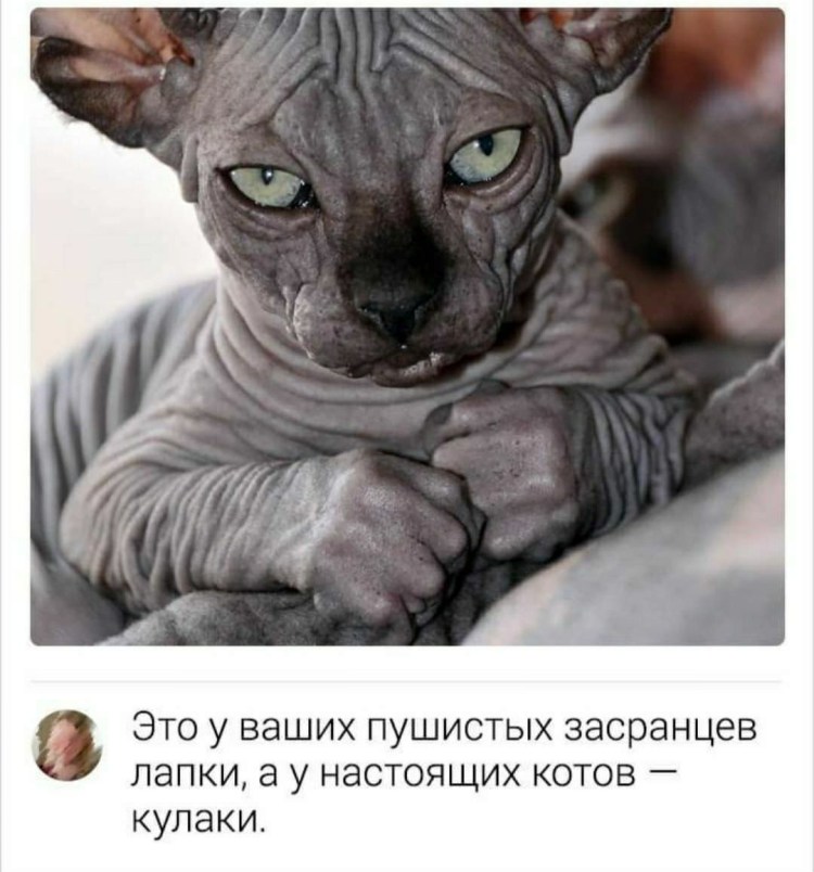 Сфинкс приколы