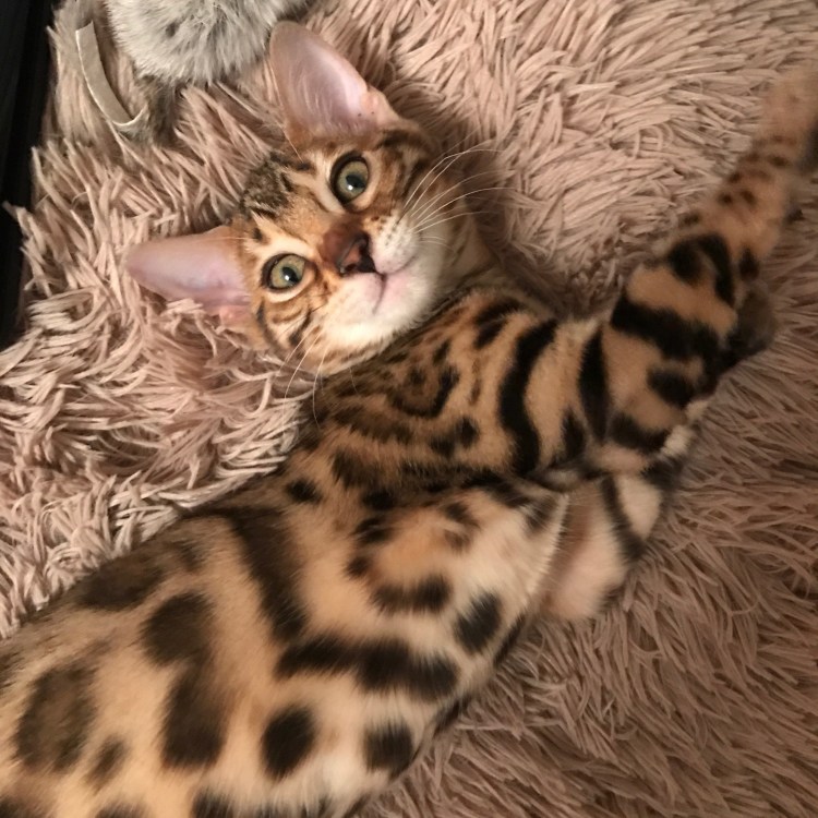 Бенгальская леопардовая кошка