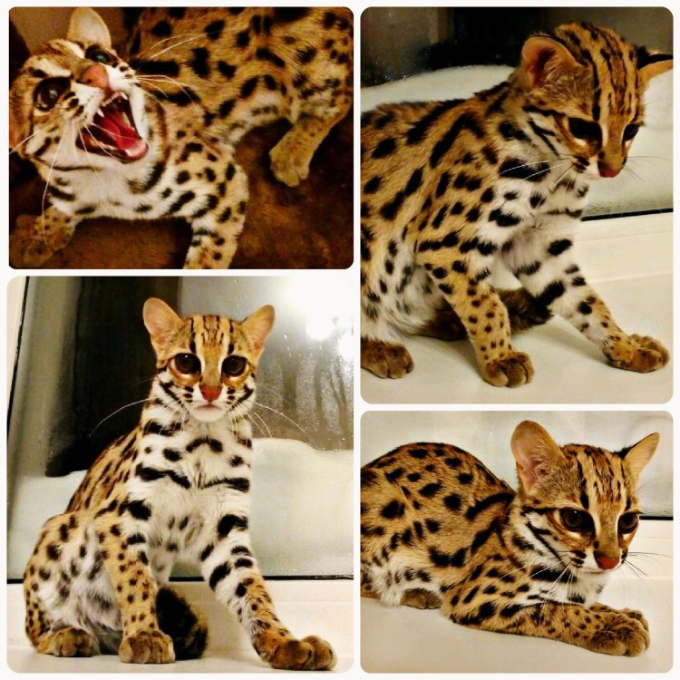 Бенгальская кошка