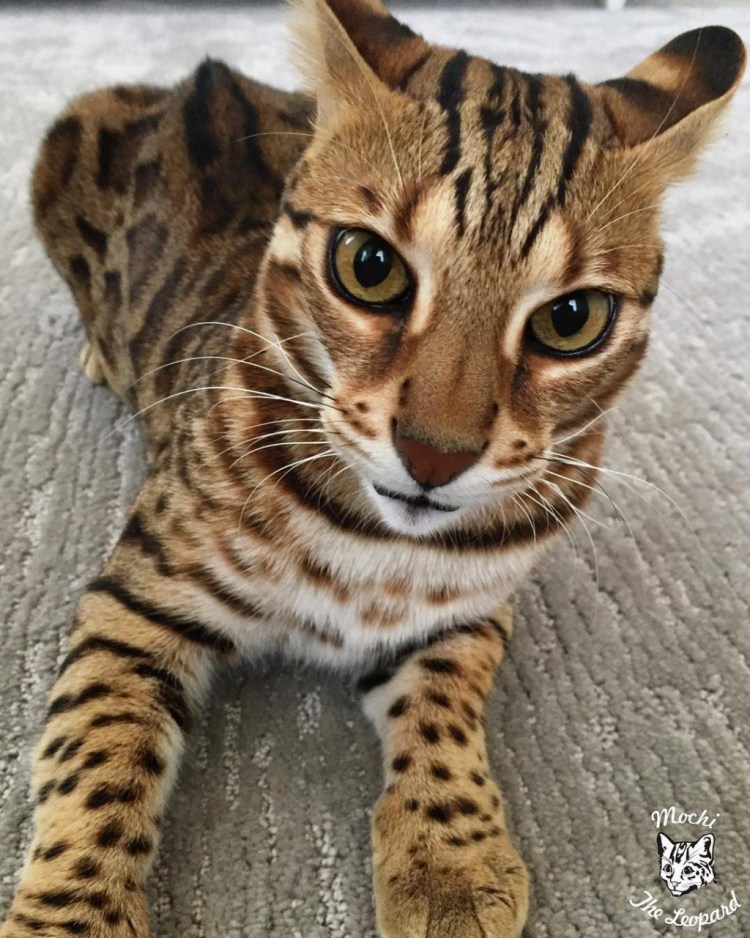 Бенгальская кошка