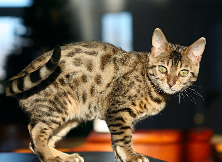 Бенгальская кошка
