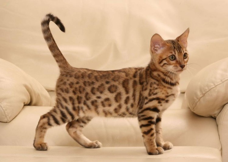 Бенгальский кот