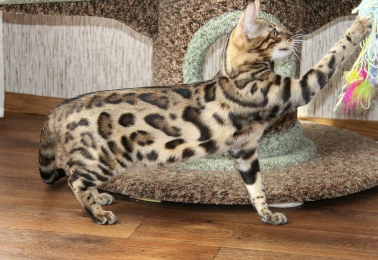 Бенгальская кошка угольный окрас