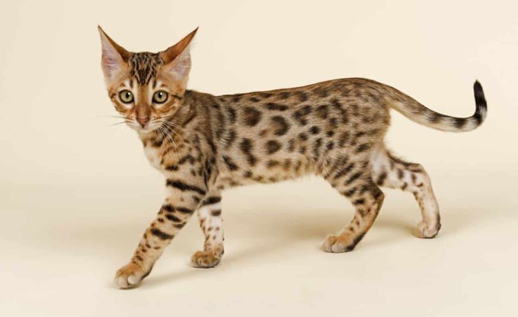 Бенгальская кошка окрасы