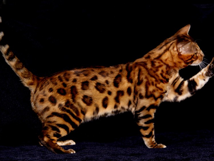 Тойгер и бенгал