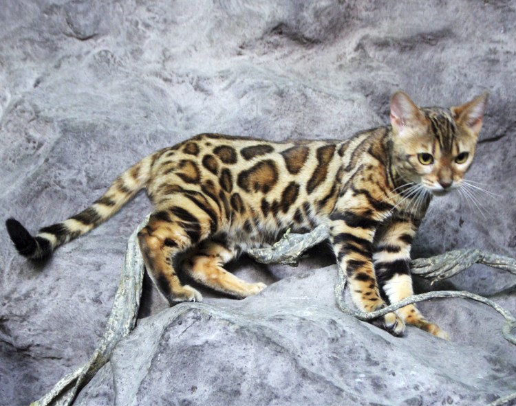 Канаани порода кошек