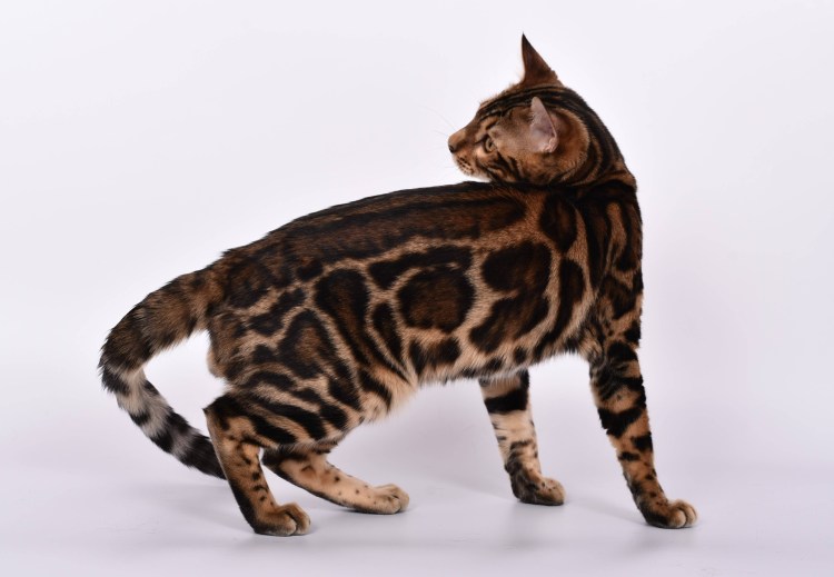 Кошка пятнистая Бенгальская