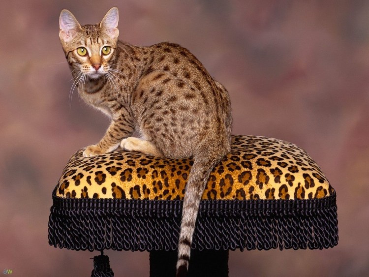 Бенгал Золотая розетка Бенгальская кошка