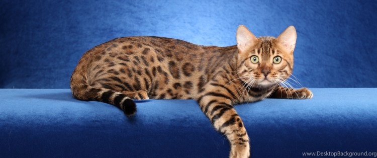 Фото кошек разных пород