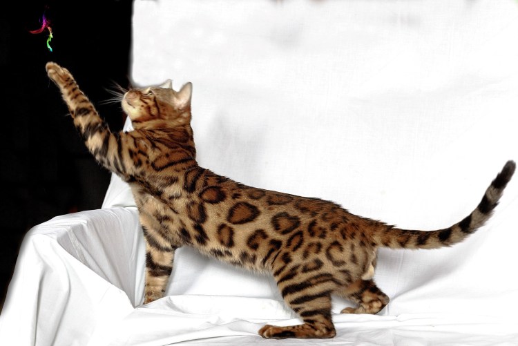 Бенгальский кот