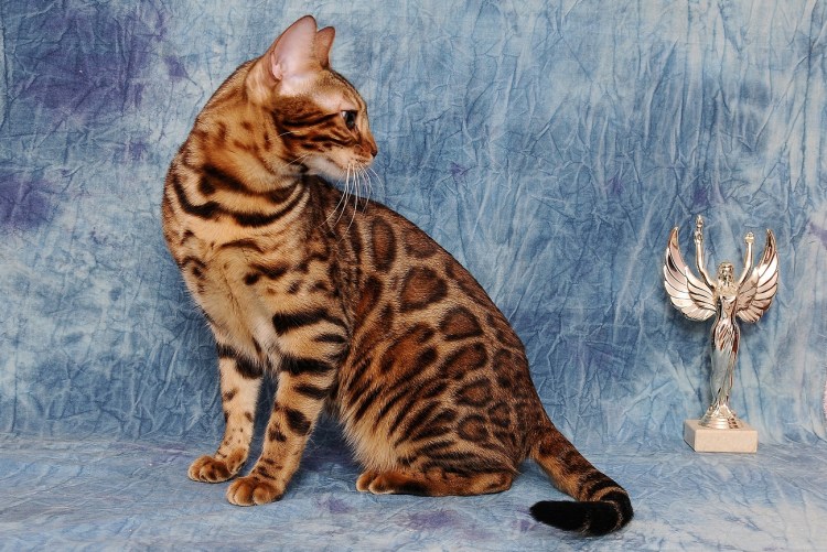 Бенгальская кошка тойгер