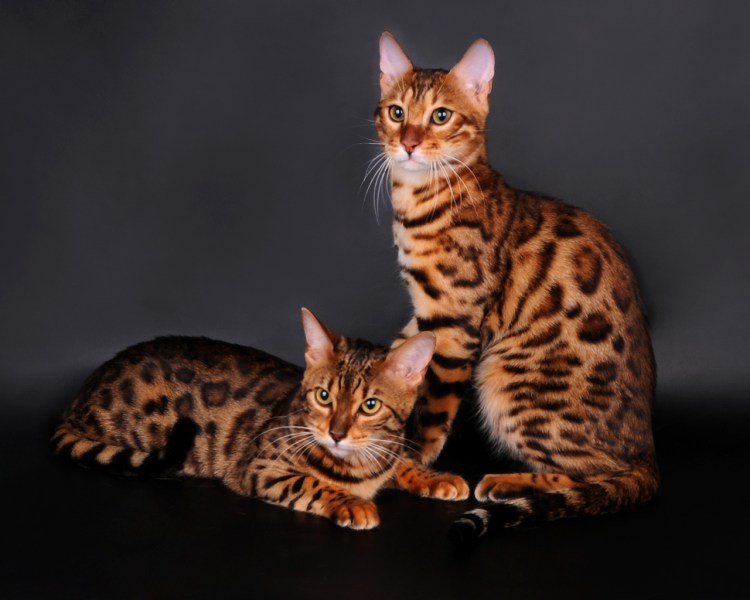 Бенгальская кошка
