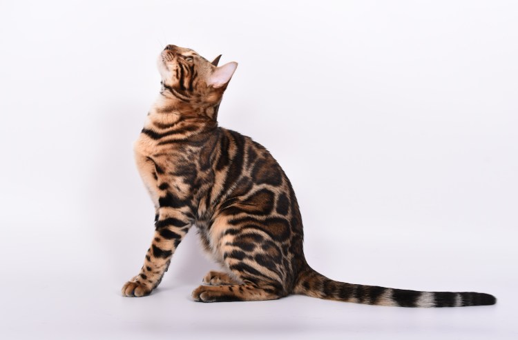 Бенгальская кошка