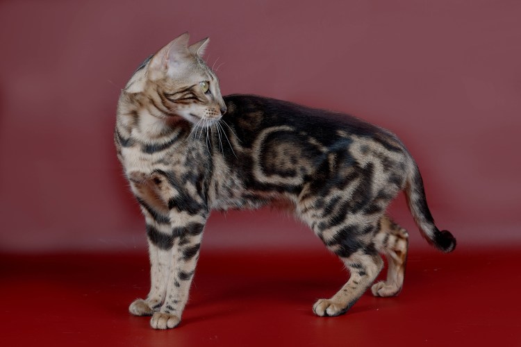 Тойгер бенгал кот