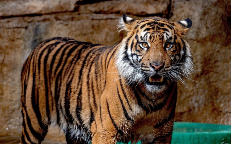 Амурские тигры растолстели