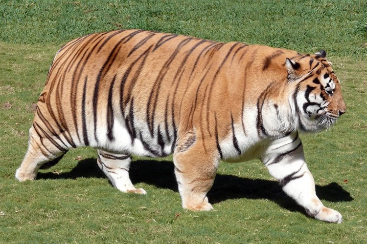 Королевский бенгальский тигр