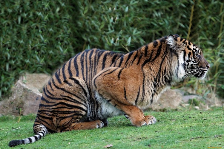 Калимантанский дымчатый леопард