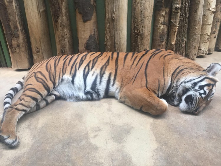 Беларусь тигр