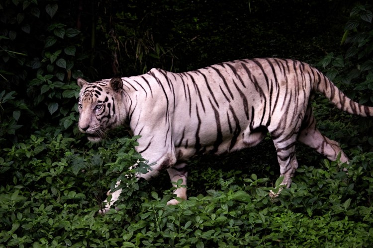 Кожа тигра полосатая