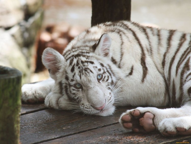 Лысый тигр фото