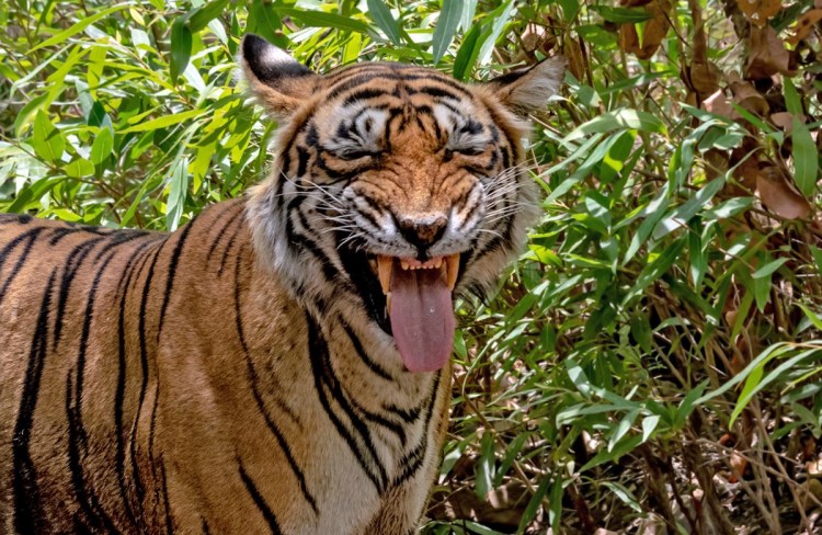 Белые тигры банда