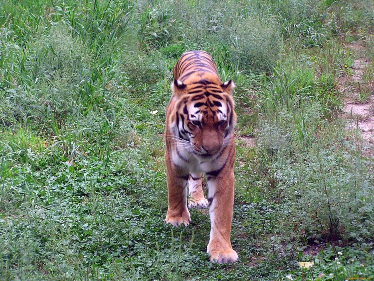 Браконьерство Амурского тигра
