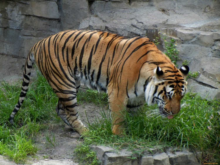 Лысый тигр фото