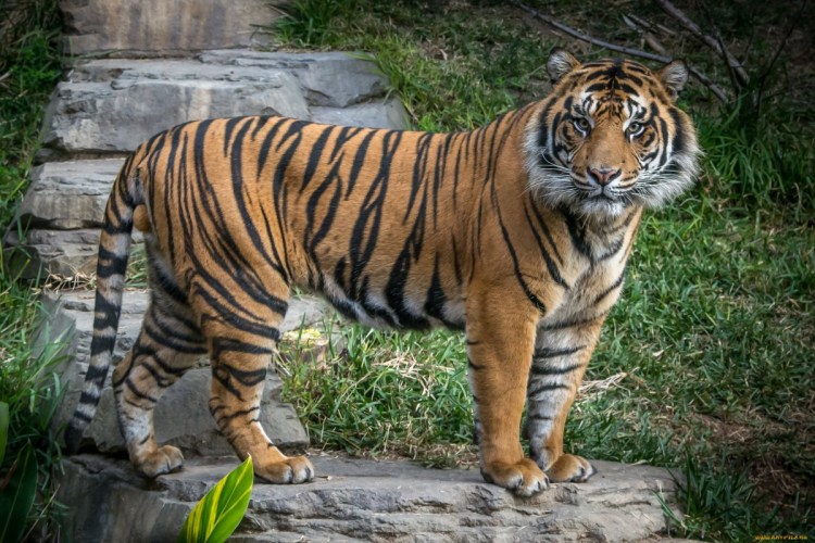 Лысые тигр лысый тигр