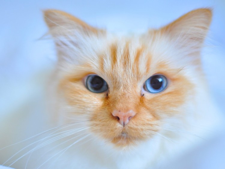 Красивые породы кошек