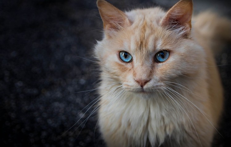 Рыжий кот с зелеными глазами