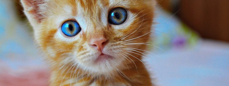 Голубоглазый тайский Рэд-Пойнт кот пушистый