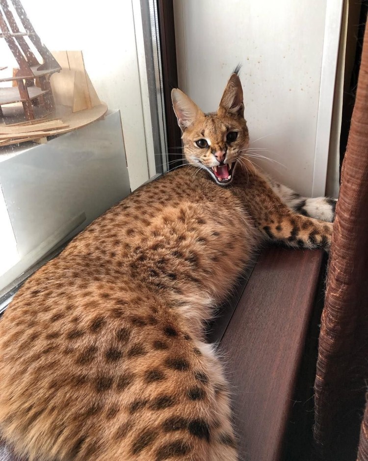 Сервал Ашера Саванна