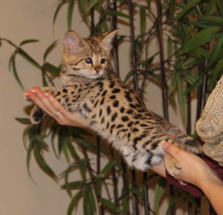 Саванна кошка