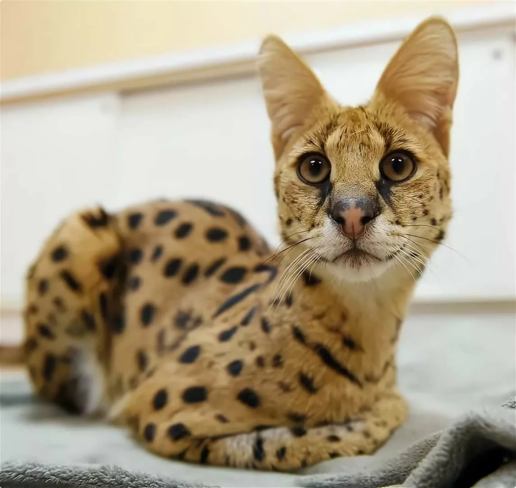 Кошка Ашера