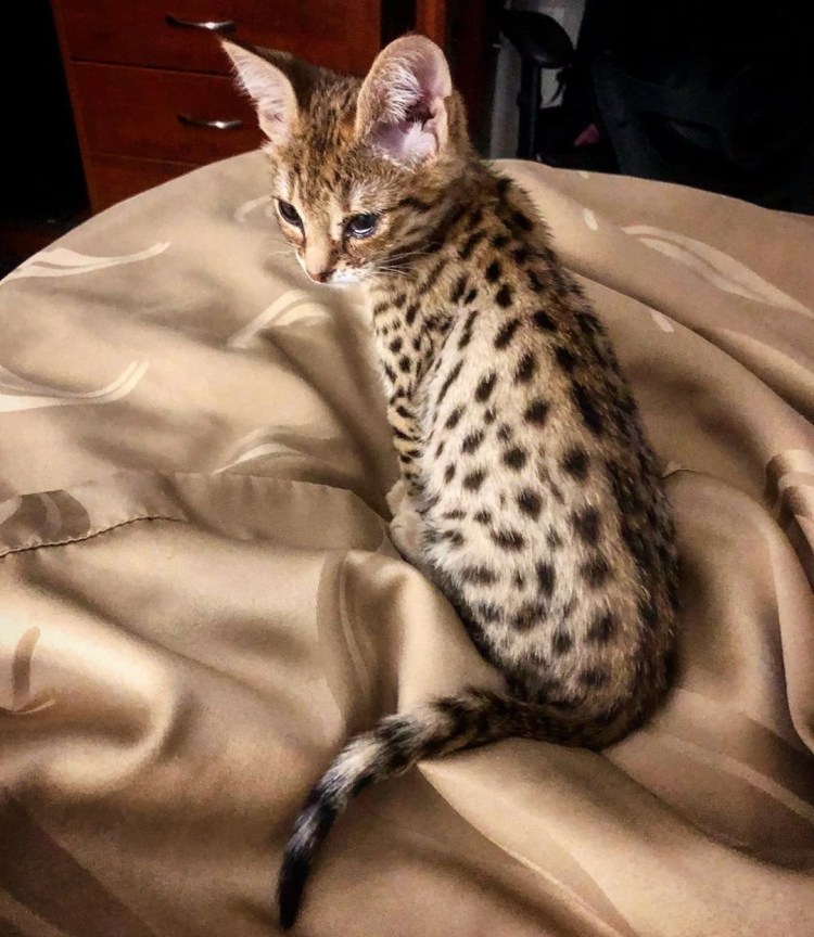 Сервал Саванна бенгал Ашера