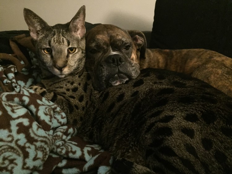 Саванна кошка с человеком