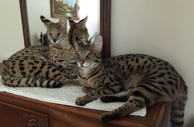 Сервал Ашера Саванна