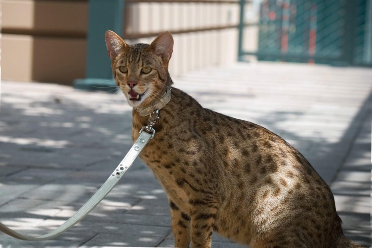 Сервал Саванна бенгал Ашера