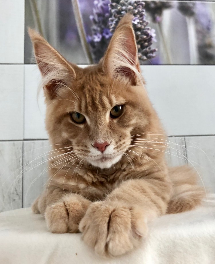 Кошка породы Аллерка