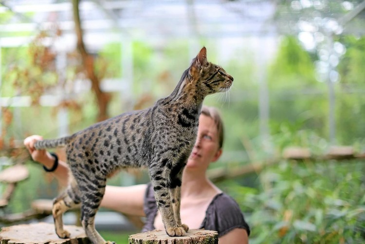 Сервал Ашера Саванна