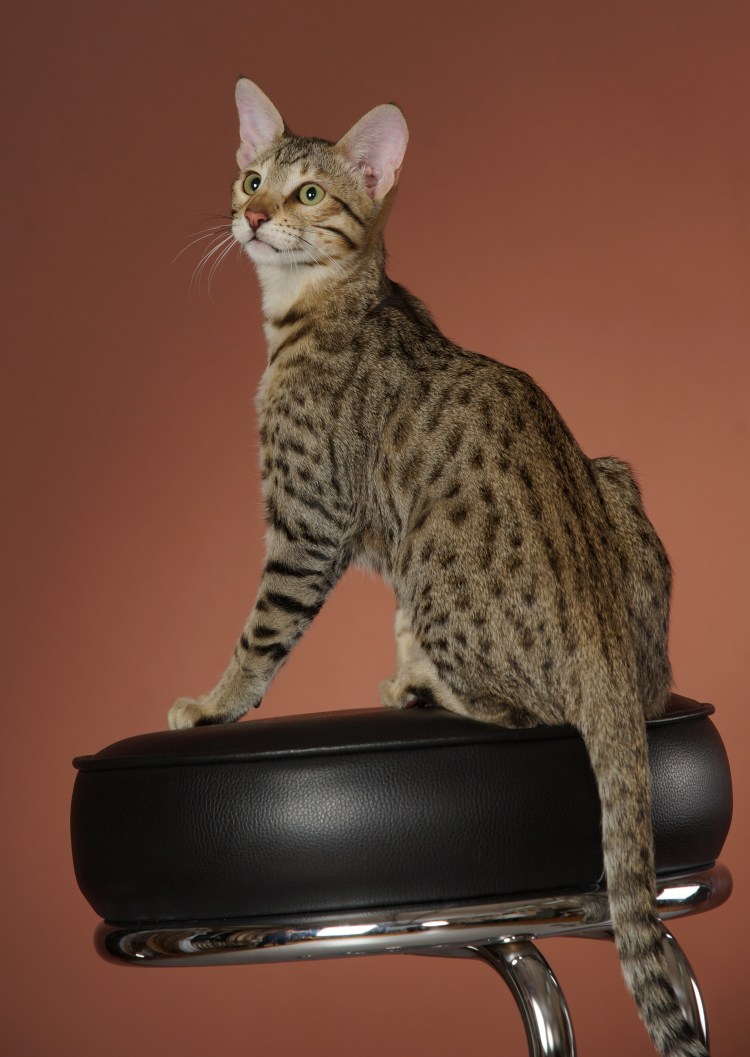 Ашера богиня фото