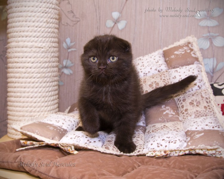 Британская короткошёрстная циннамон