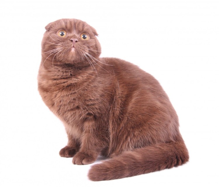Шотландский скоттиш фолд вислоухий шоколадный
