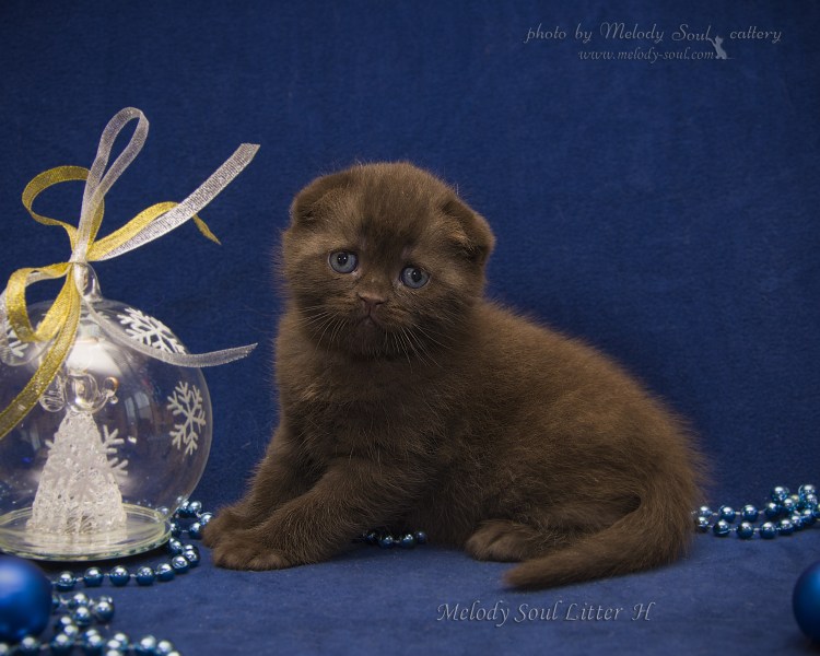 Кот шотландец вислоухий шоколад